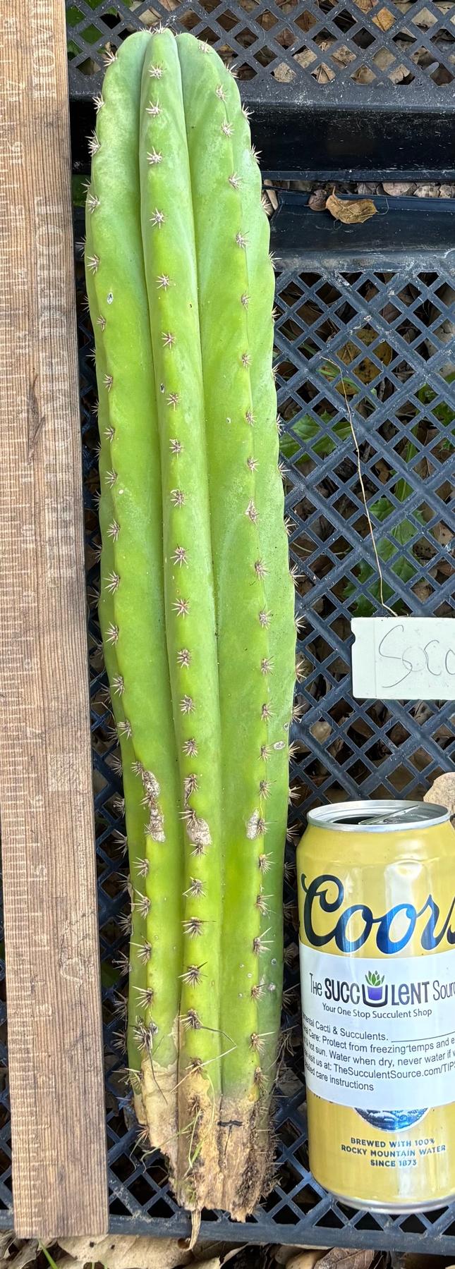 #EC395 EXACT Trichocereus Bargain Cactus Cuttings by Blaise-Cactus - Large - Exact-The Succulent Source