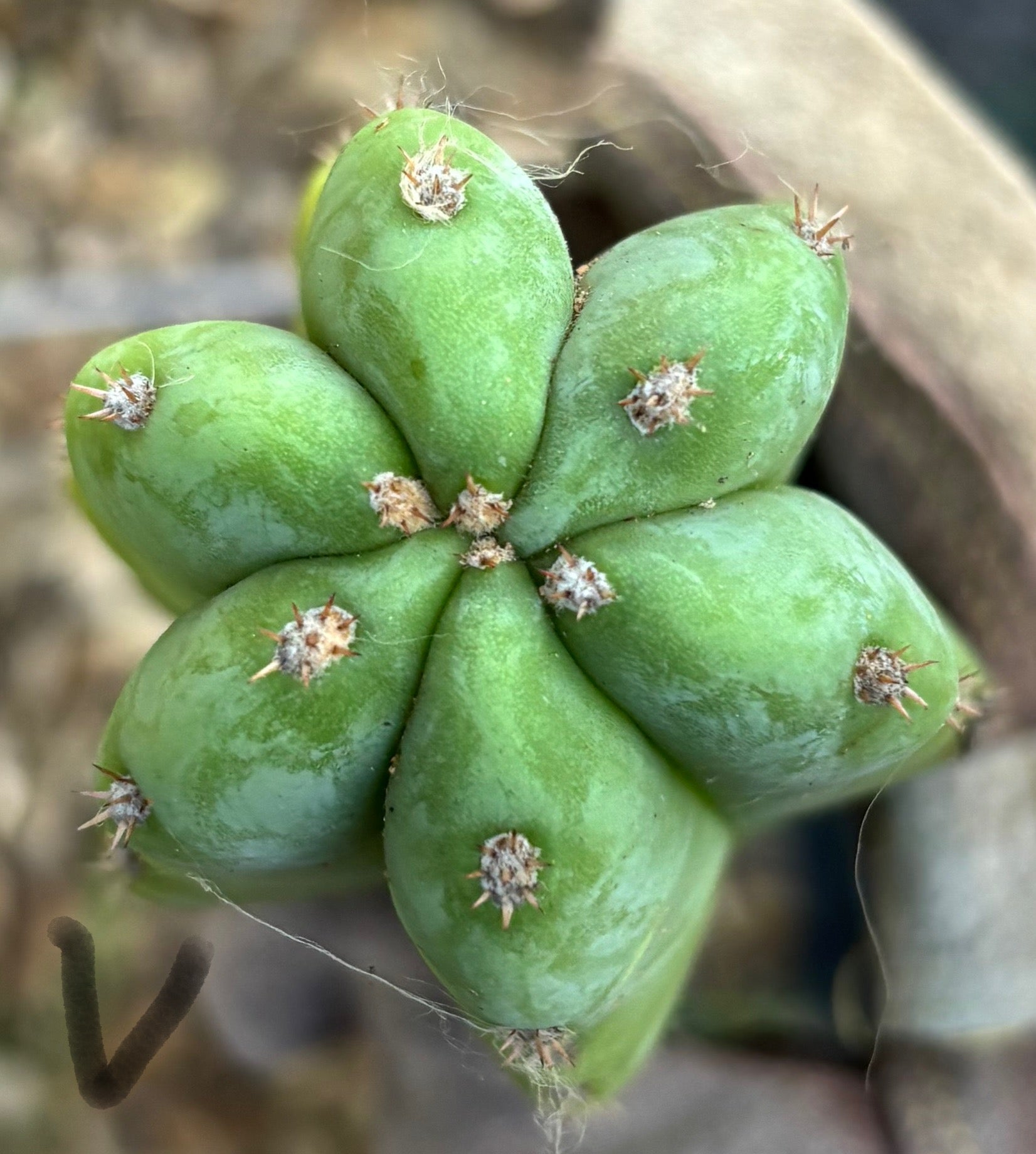 #EC395 EXACT Trichocereus Bargain Cactus Cuttings by Blaise-Cactus - Large - Exact-The Succulent Source
