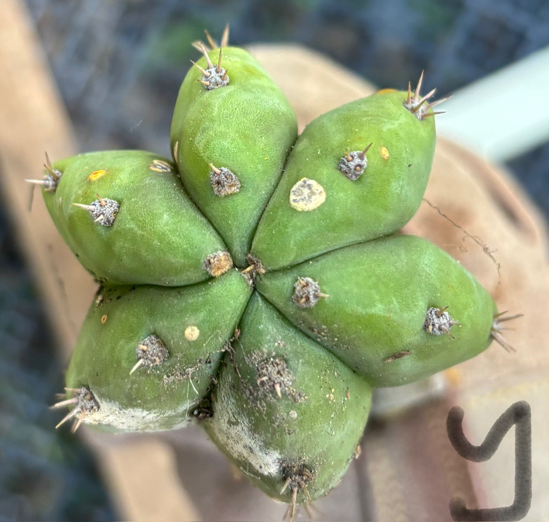 #EC395 EXACT Trichocereus Bargain Cactus Cuttings by Blaise-Cactus - Large - Exact-The Succulent Source