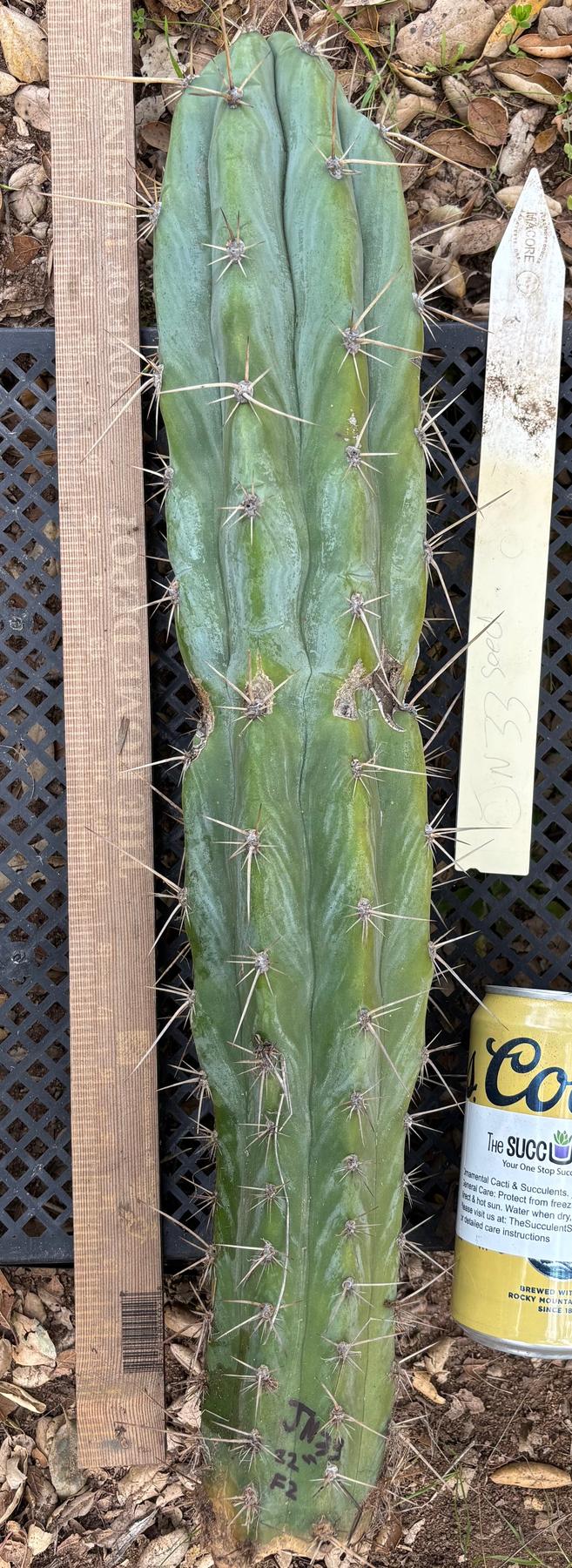#EC395 EXACT Trichocereus Bargain Cactus Cuttings by Blaise-Cactus - Large - Exact-The Succulent Source