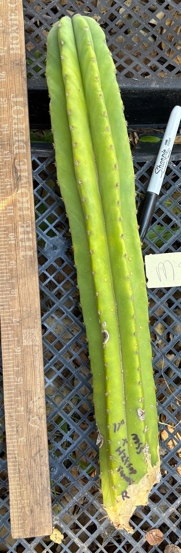 #EC395 EXACT Trichocereus Bargain Cactus Cuttings by Blaise-Cactus - Large - Exact-The Succulent Source