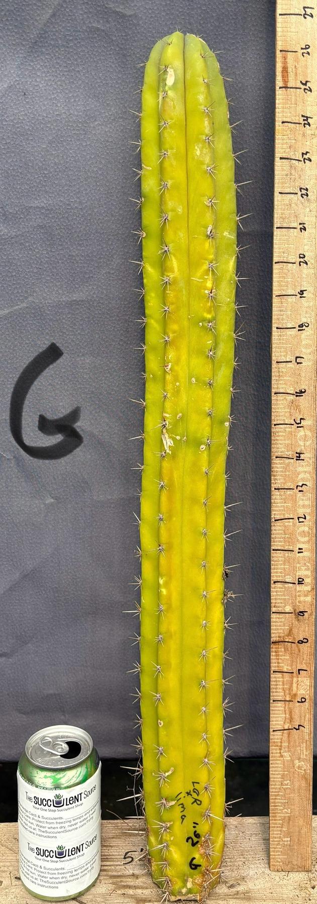 #EC395 EXACT TLC Trichocereus Bargain Cactus Cuttings by Blaise-Cactus - Large - Exact-The Succulent Source