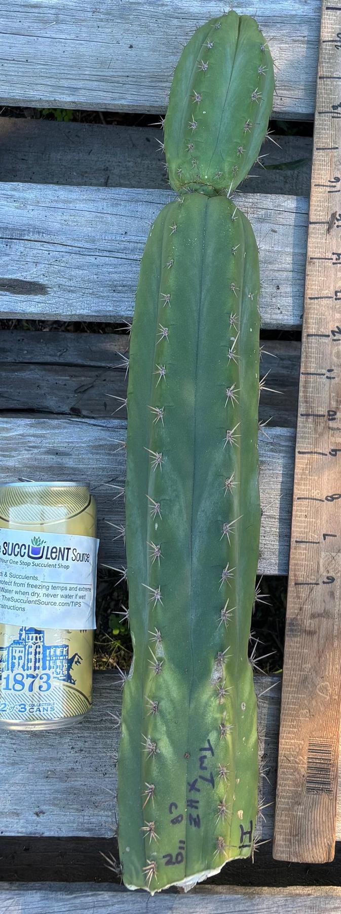 #EC395 EXACT Trichocereus Bargain Cactus Cuttings by Blaise-Cactus - Large - Exact-The Succulent Source