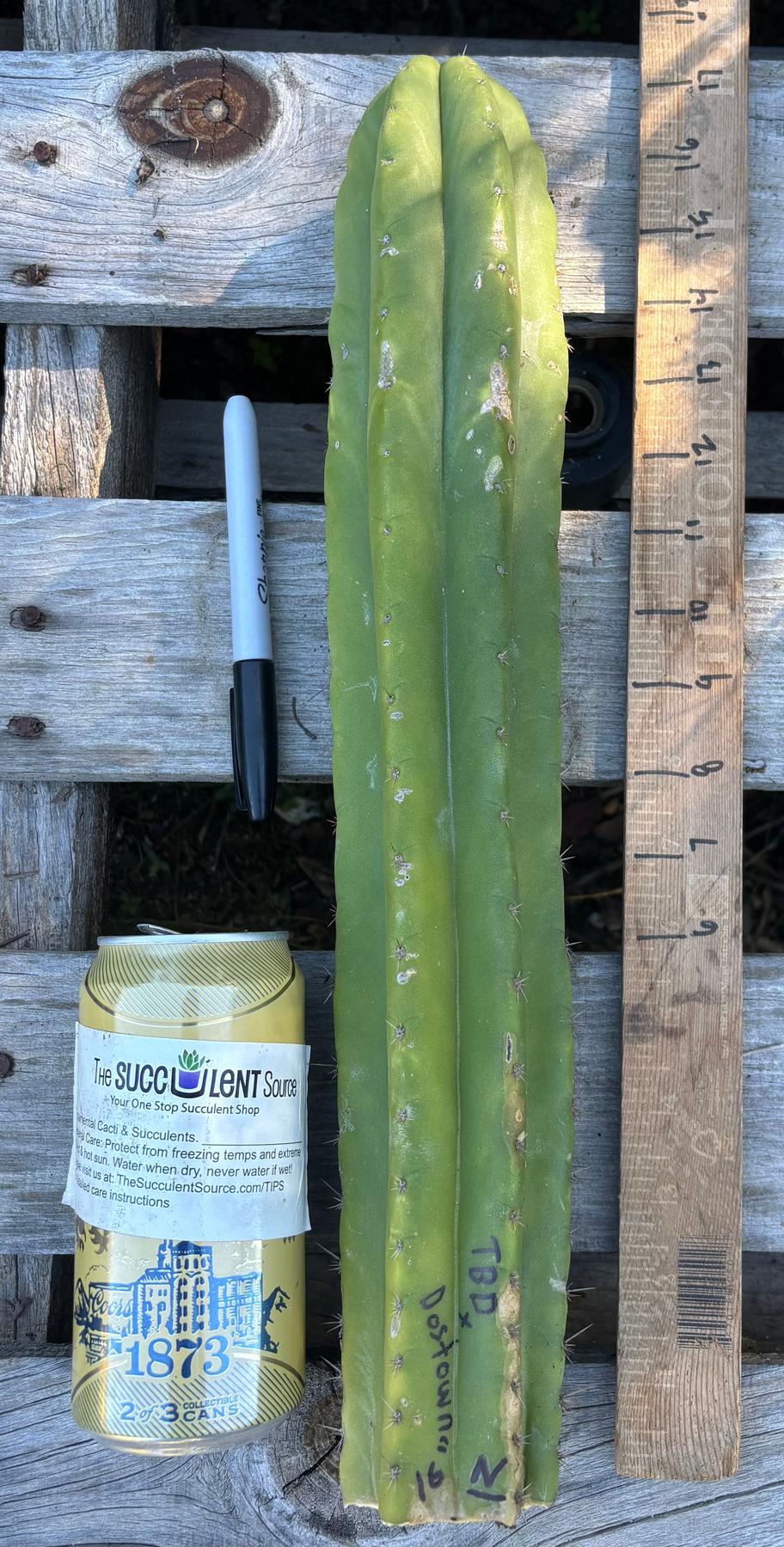 #EC395 EXACT Trichocereus Bargain Cactus Cuttings by Blaise-Cactus - Large - Exact-The Succulent Source
