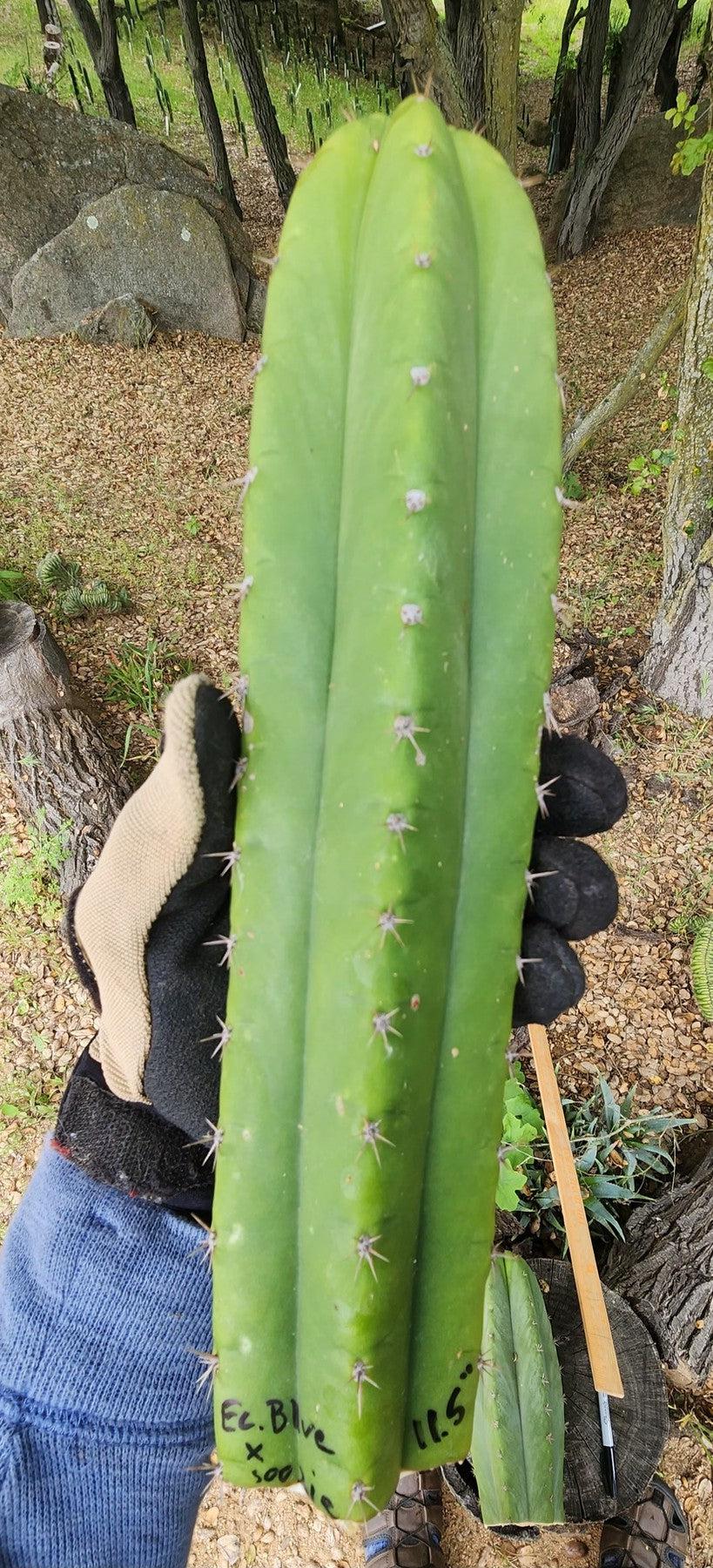 #EC395 EXACT Trichocereus Assorted Cactus Tip Cuttings-Cactus - Large - Exact-The Succulent Source