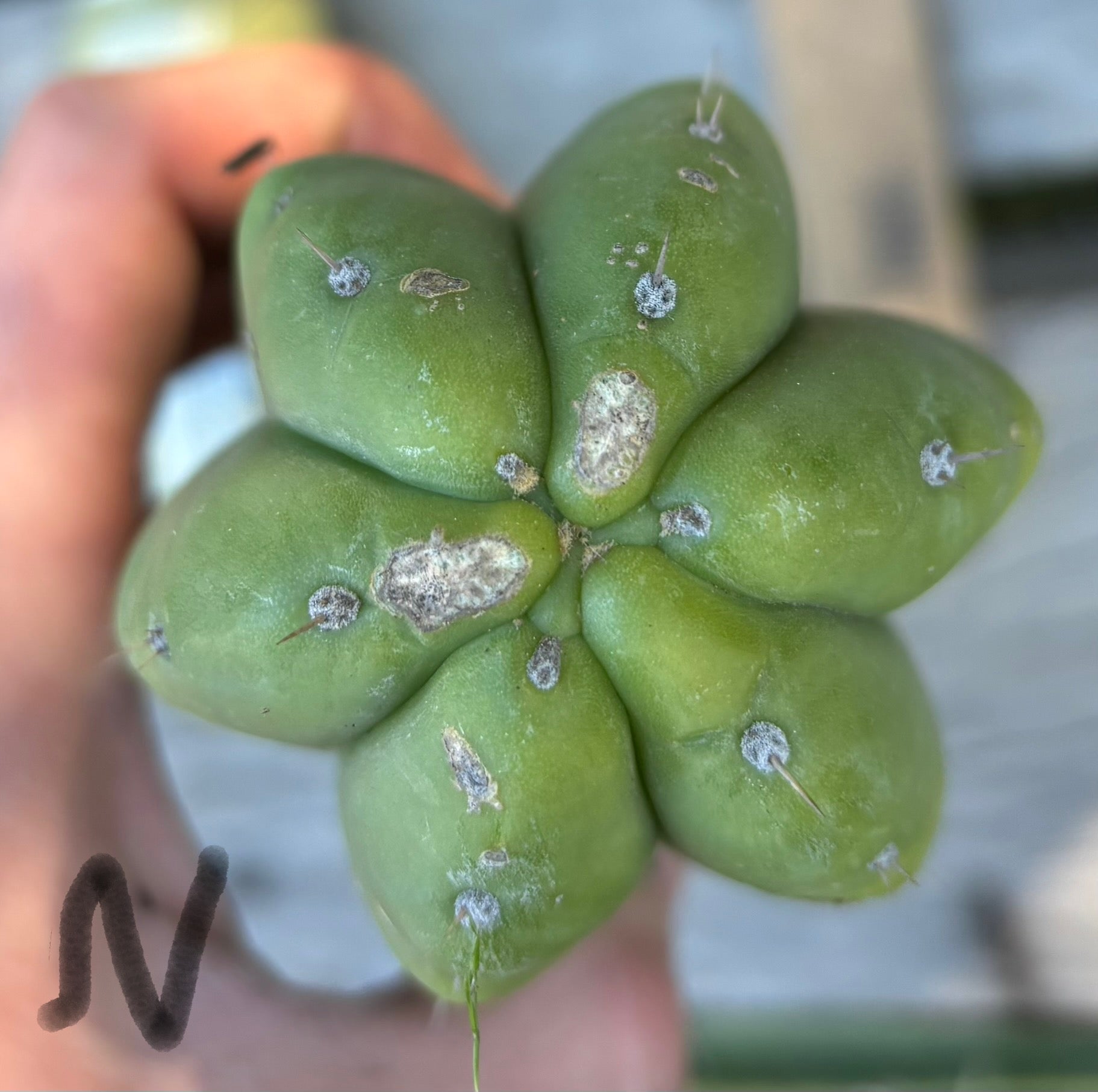 #EC395 EXACT Trichocereus Bargain Cactus Cuttings by Blaise-Cactus - Large - Exact-The Succulent Source