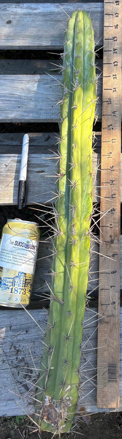 #EC395 EXACT Trichocereus Bargain Cactus Cuttings by Blaise-Cactus - Large - Exact-The Succulent Source