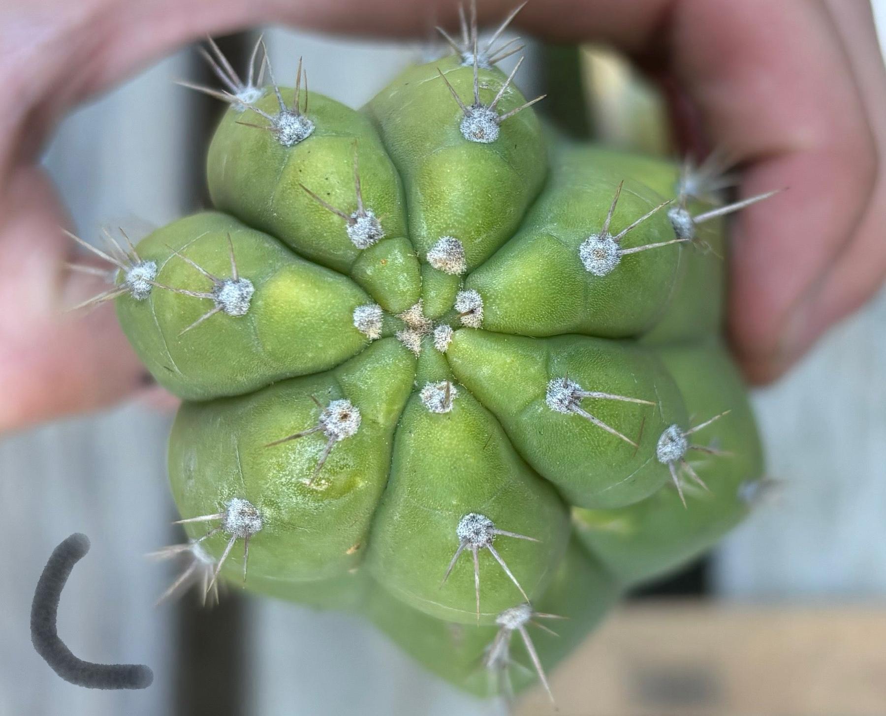 #EC395 EXACT Trichocereus Bargain Cactus Cuttings by Blaise-Cactus - Large - Exact-The Succulent Source