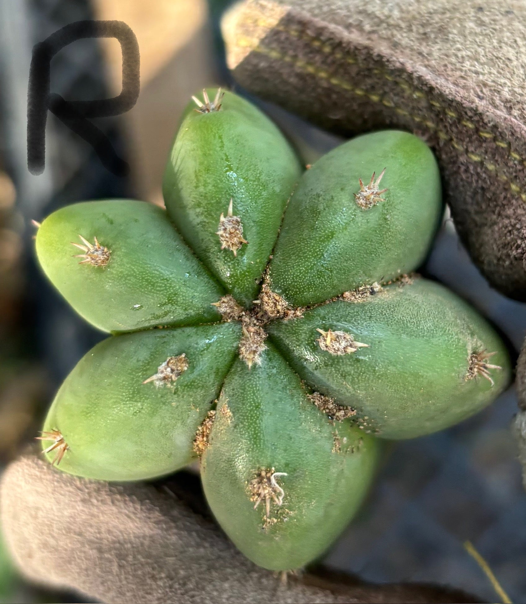 #EC395 EXACT Trichocereus Bargain Cactus Cuttings by Blaise-Cactus - Large - Exact-The Succulent Source