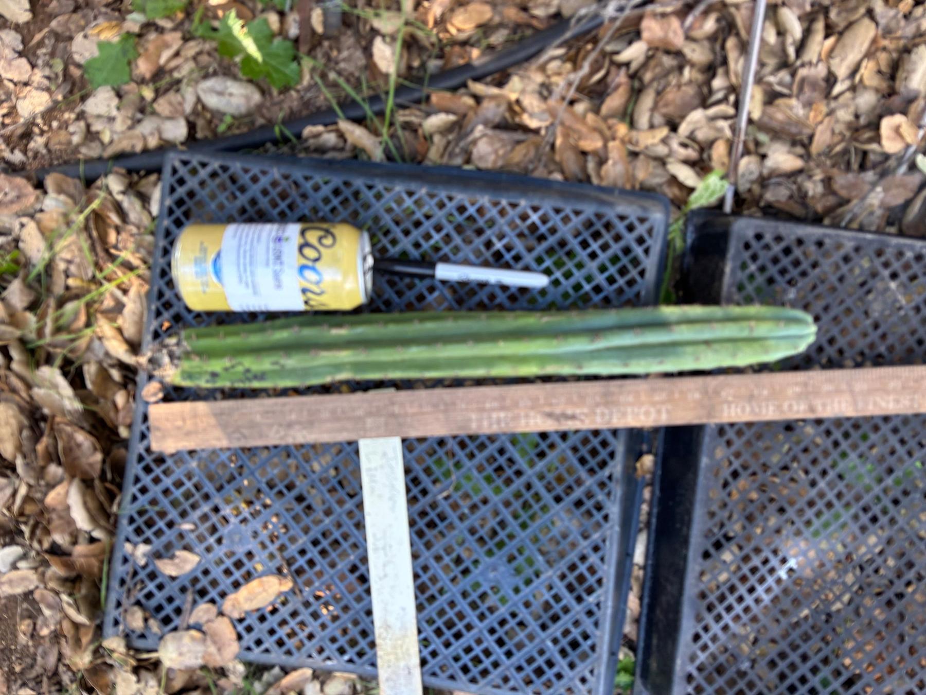 #EC395 EXACT Trichocereus Bargain Cactus Cuttings by Blaise-Cactus - Large - Exact-The Succulent Source