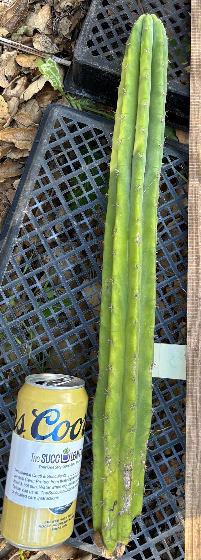#EC395 EXACT Trichocereus Bargain Cactus Cuttings by Blaise-Cactus - Large - Exact-The Succulent Source