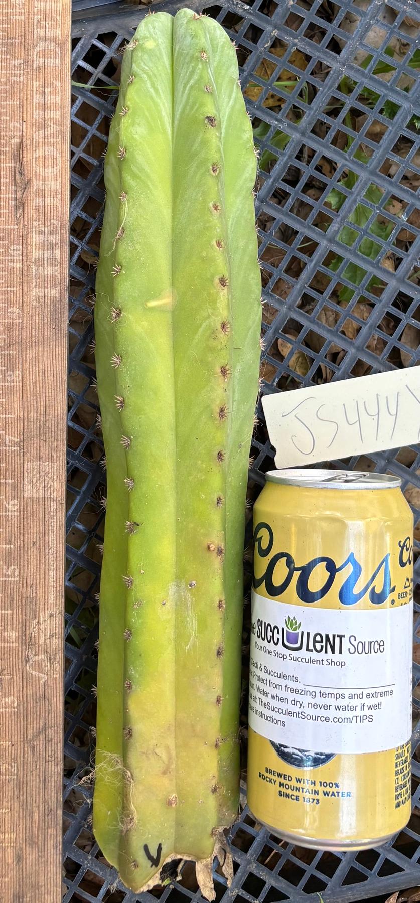 #EC395 EXACT Trichocereus Bargain Cactus Cuttings by Blaise-Cactus - Large - Exact-The Succulent Source