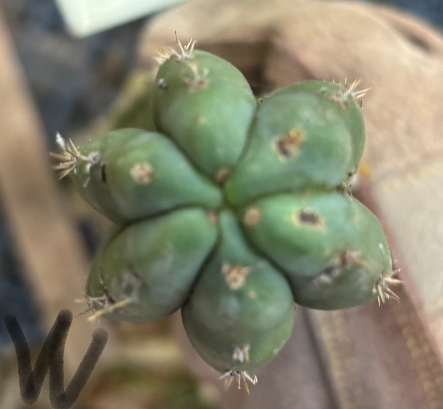 #EC395 EXACT Trichocereus Bargain Cactus Cuttings by Blaise-Cactus - Large - Exact-The Succulent Source