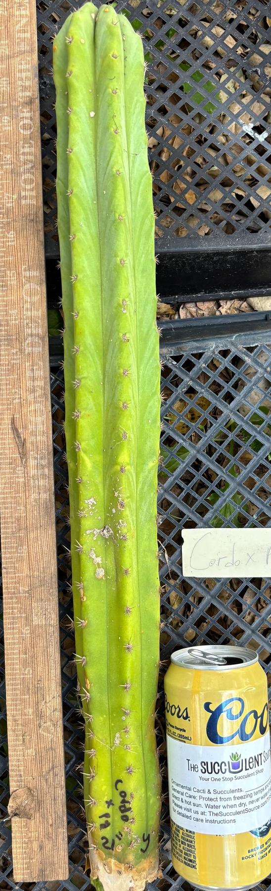 #EC395 EXACT Trichocereus Bargain Cactus Cuttings by Blaise-Cactus - Large - Exact-The Succulent Source