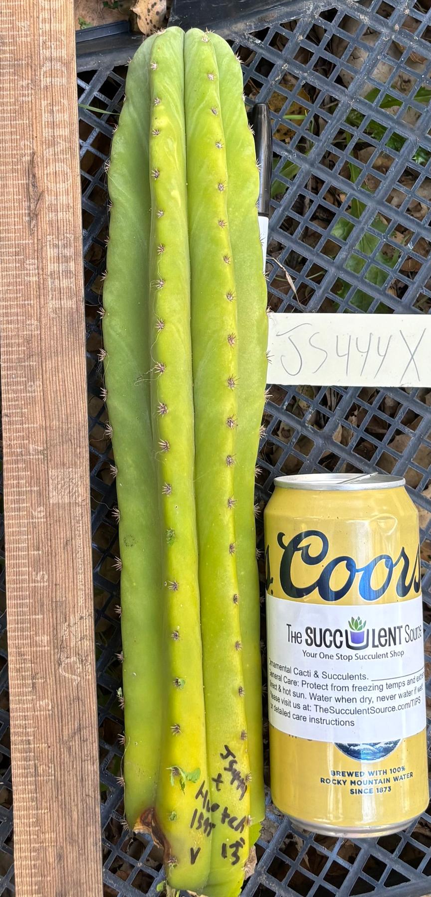 #EC395 EXACT Trichocereus Bargain Cactus Cuttings by Blaise-Cactus - Large - Exact-The Succulent Source