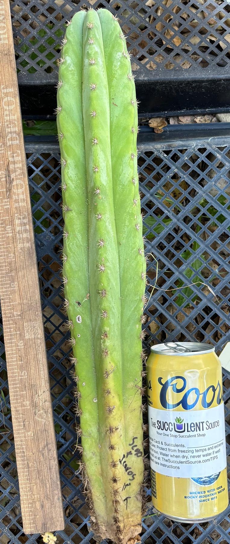 #EC395 EXACT Trichocereus Bargain Cactus Cuttings by Blaise-Cactus - Large - Exact-The Succulent Source