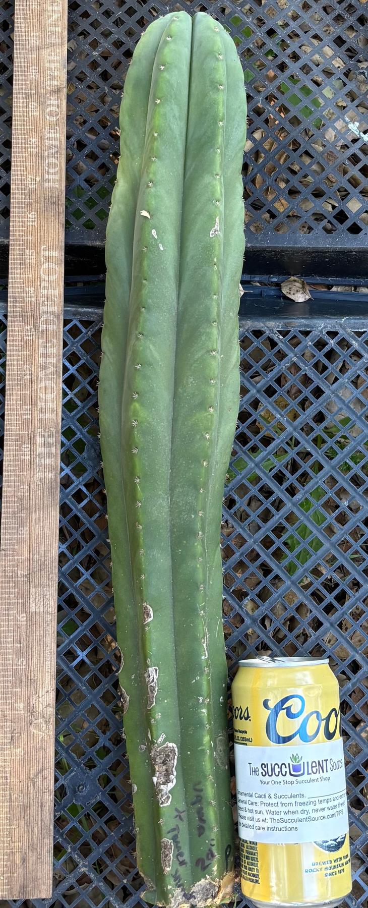 #EC395 EXACT Trichocereus Bargain Cactus Cuttings by Blaise-Cactus - Large - Exact-The Succulent Source