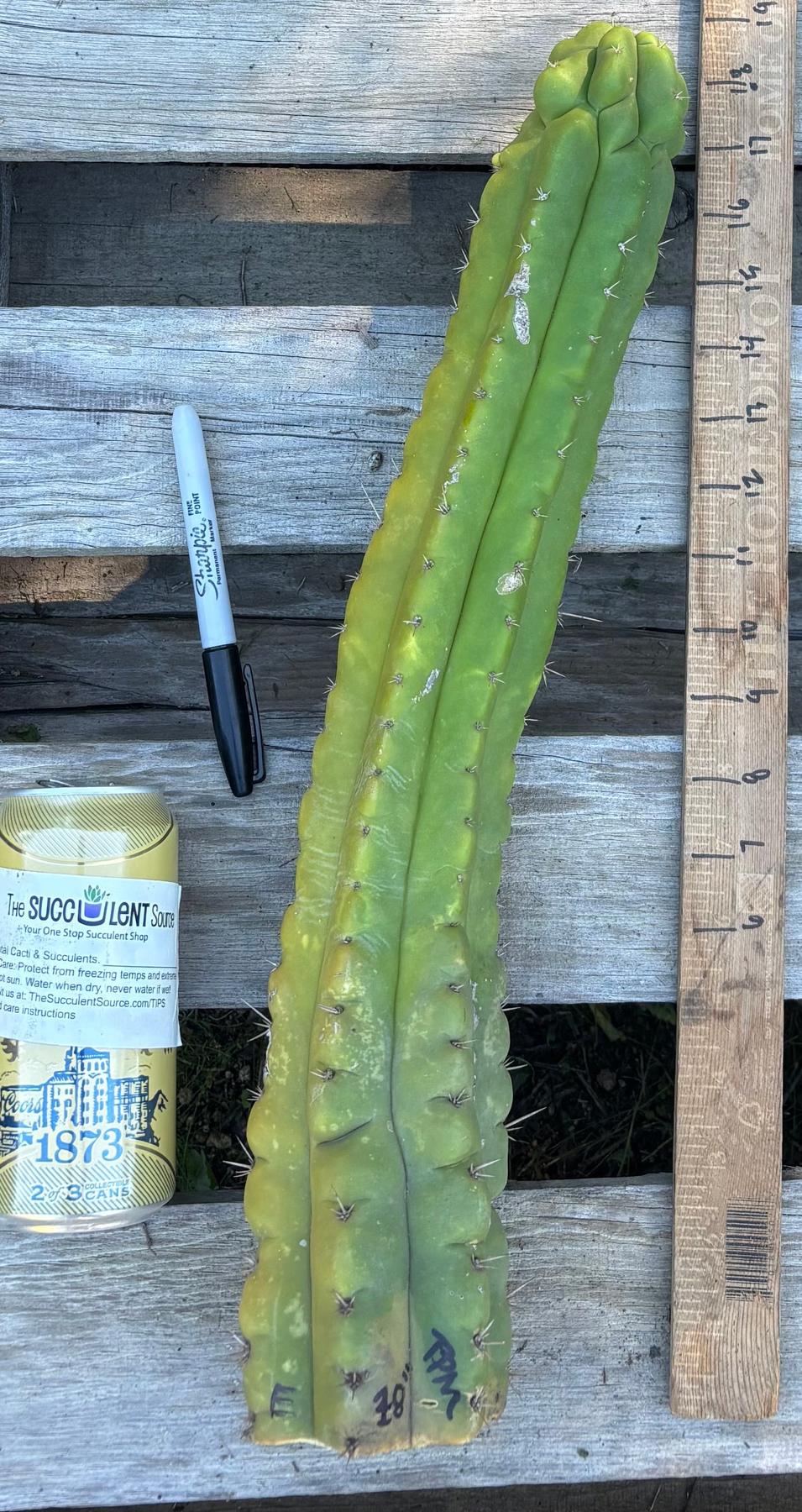 #EC395 EXACT Trichocereus Bargain Cactus Cuttings by Blaise-Cactus - Large - Exact-The Succulent Source