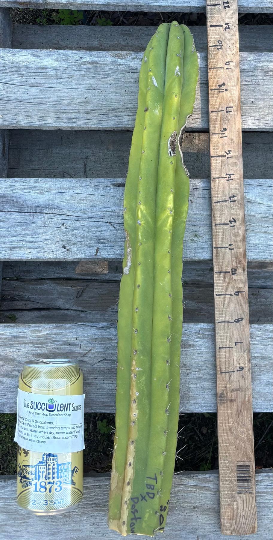 #EC395 EXACT Trichocereus Bargain Cactus Cuttings by Blaise-Cactus - Large - Exact-The Succulent Source