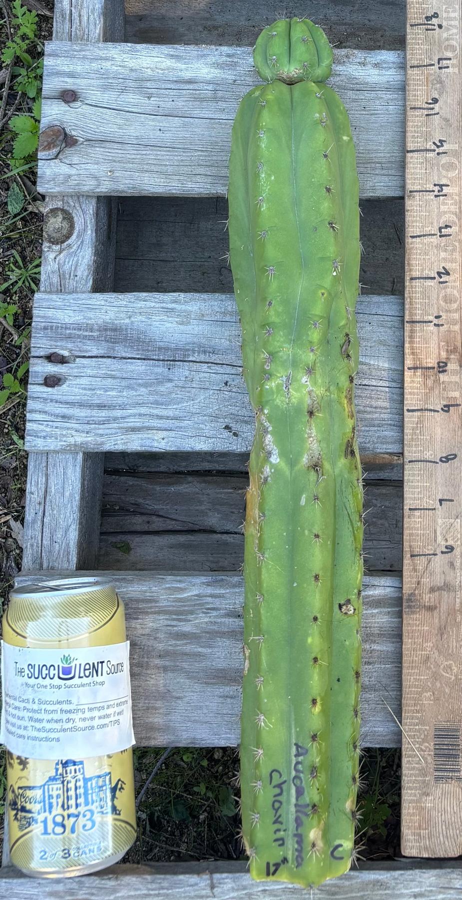 #EC395 EXACT Trichocereus Bargain Cactus Cuttings by Blaise-Cactus - Large - Exact-The Succulent Source