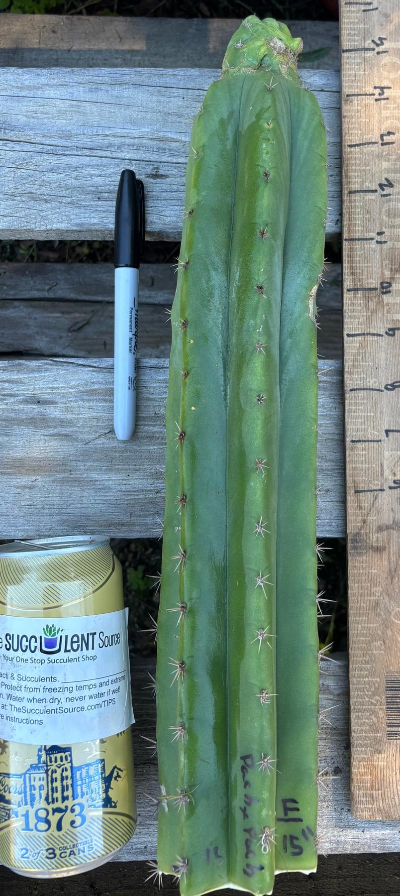 #EC395 EXACT Trichocereus Bargain Cactus Cuttings by Blaise-Cactus - Large - Exact-The Succulent Source