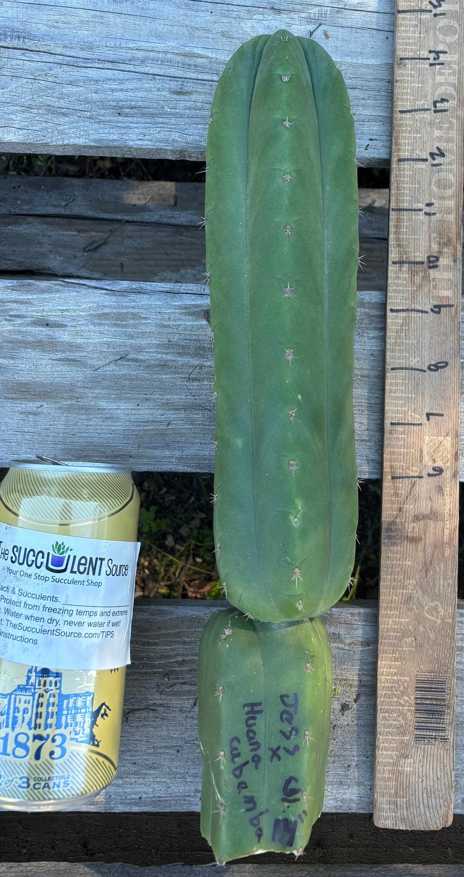 #EC395 EXACT Trichocereus Bargain Cactus Cuttings by Blaise-Cactus - Large - Exact-The Succulent Source