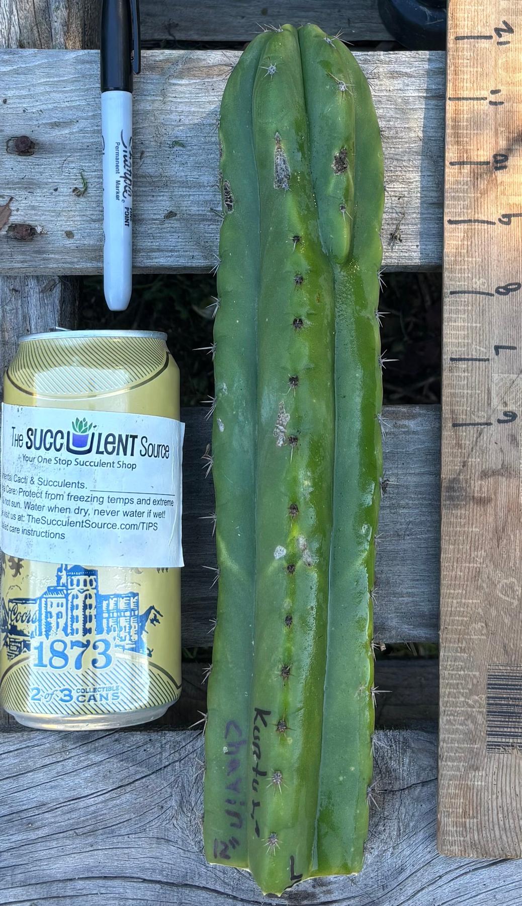 #EC395 EXACT Trichocereus Bargain Cactus Cuttings by Blaise-Cactus - Large - Exact-The Succulent Source