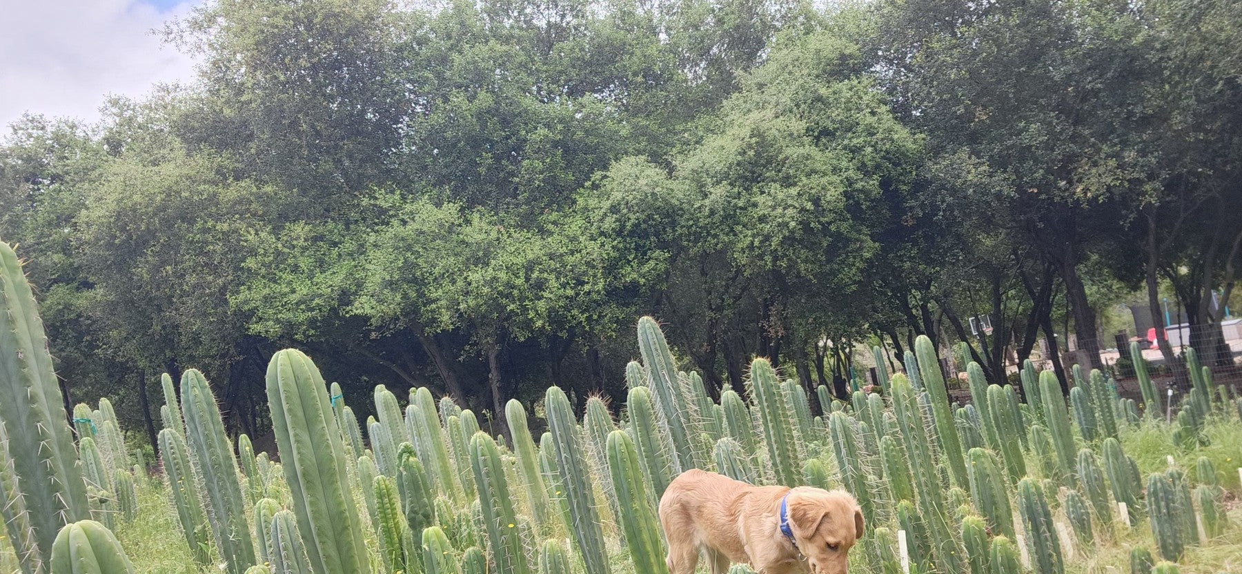 #EC395 EXACT Trichocereus Assorted Cactus Tip Cuttings-Cactus - Large - Exact-The Succulent Source
