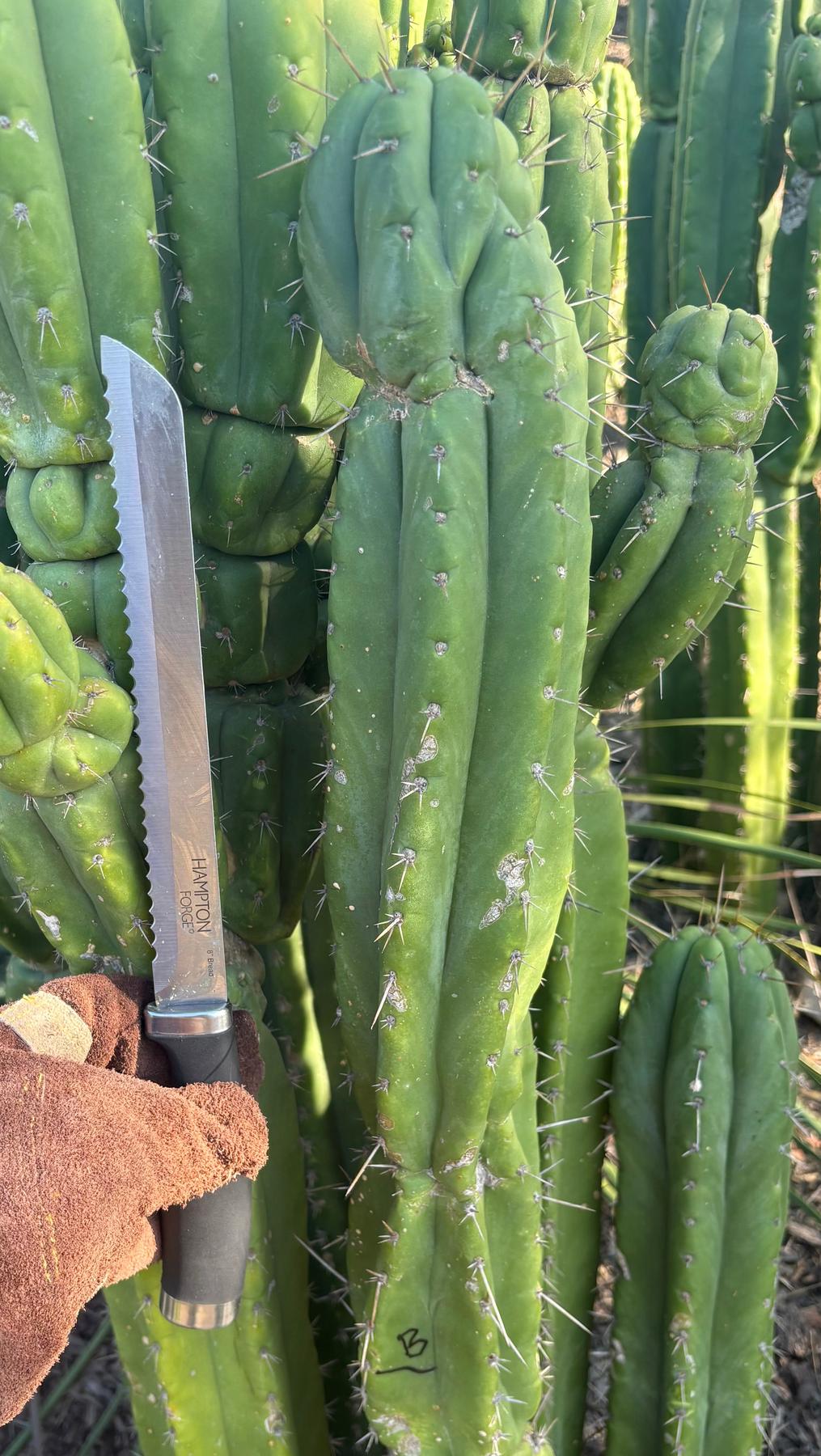 #EC395 EXACT Trichocereus Bargain LONG Tip Cactus Cuttings-Cactus - Large - Exact-The Succulent Source