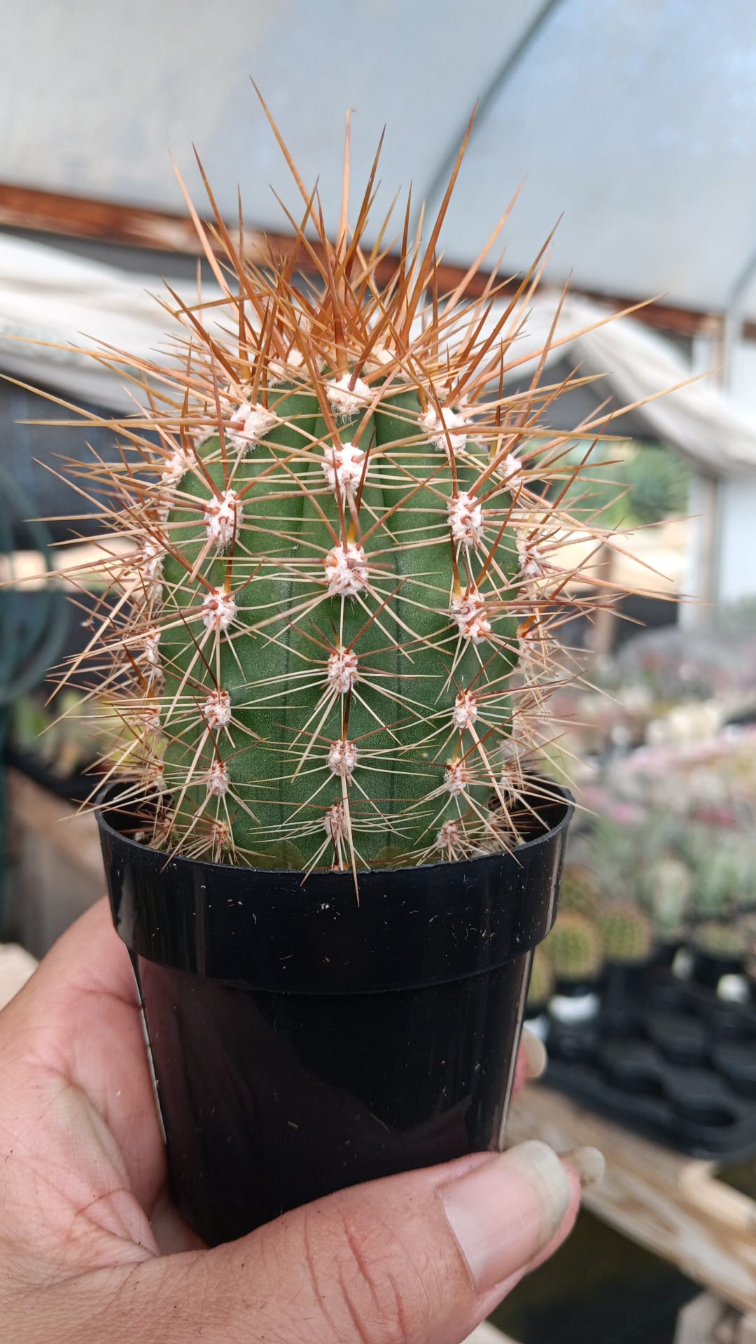 #EC397 EXACT Trichocereus Poco Cactus-Cactus - Large - Exact-The Succulent Source