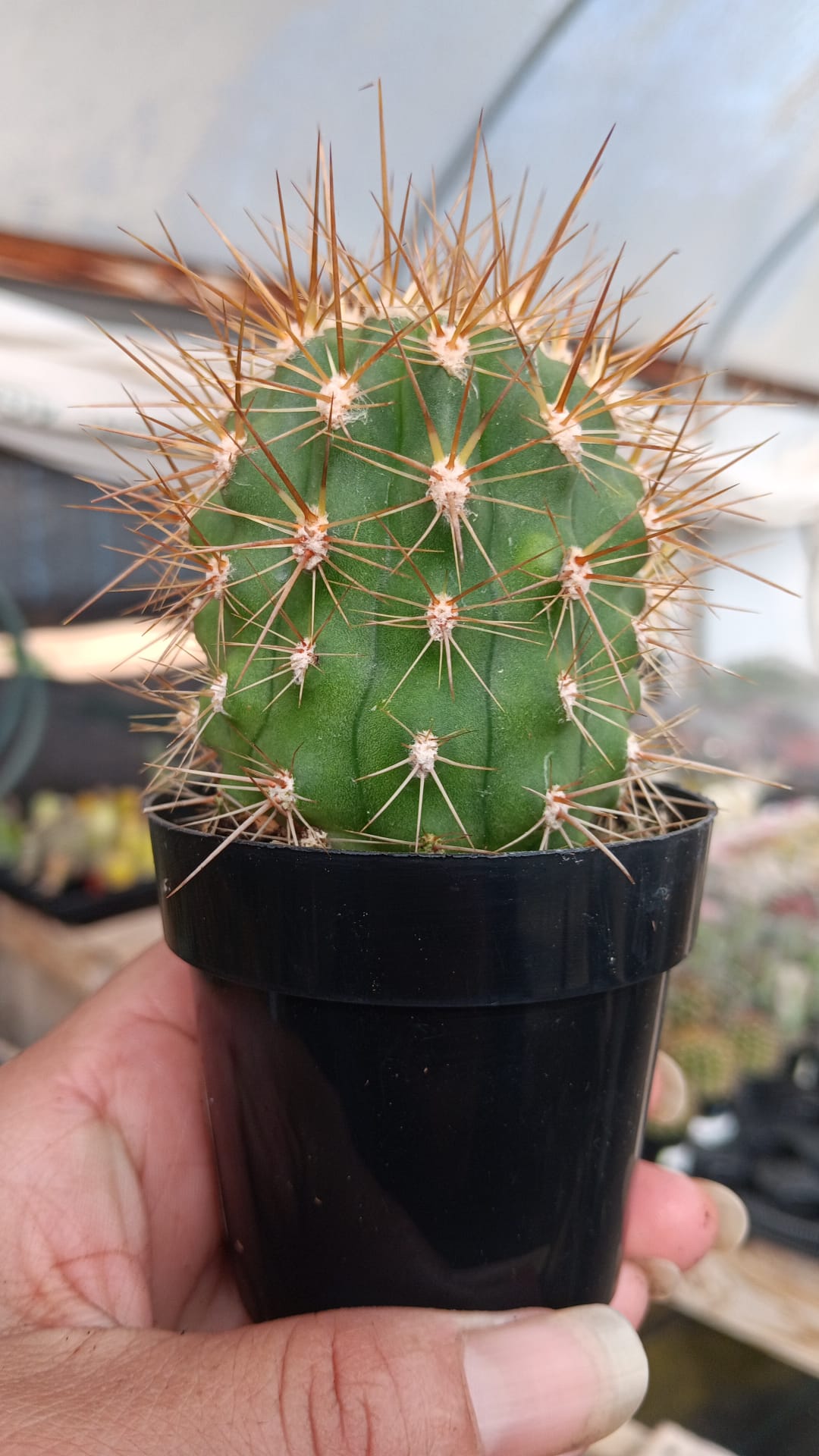 #EC397 EXACT Trichocereus Poco Cactus-Cactus - Large - Exact-The Succulent Source