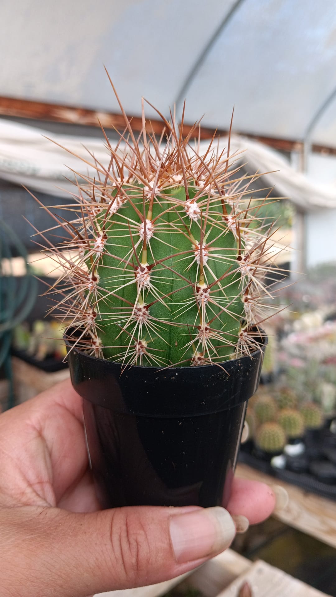 #EC397 EXACT Trichocereus Poco Cactus-Cactus - Large - Exact-The Succulent Source