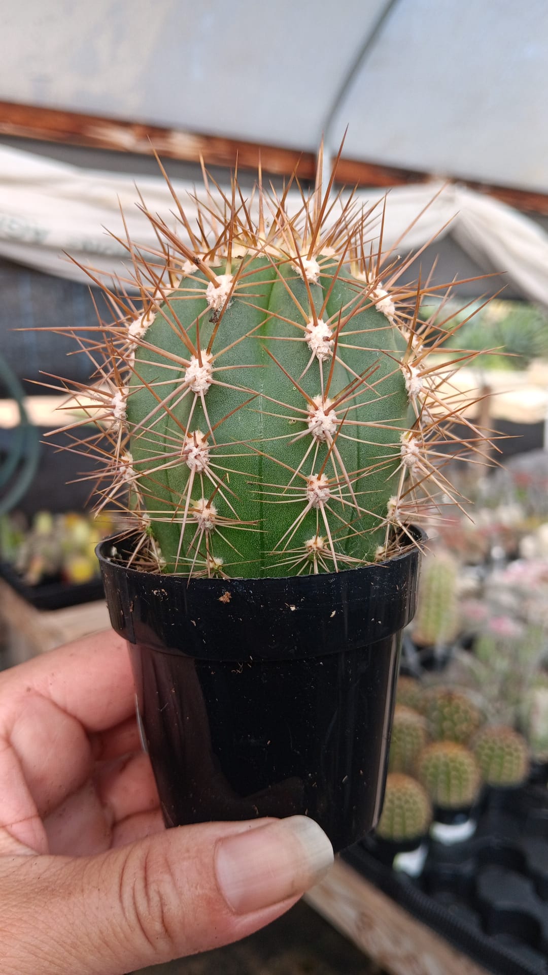 #EC397 EXACT Trichocereus Poco Cactus-Cactus - Large - Exact-The Succulent Source