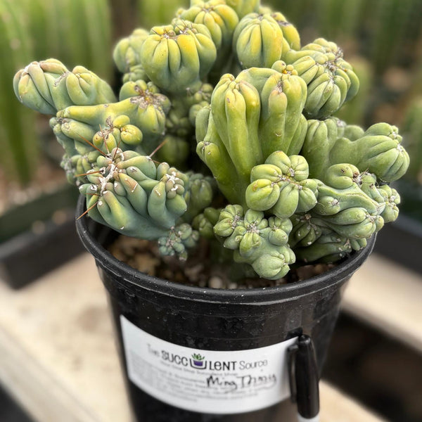 succulents box cereus ming thing cereus forbesii monstrose EC398 EXACT Cereus Forbesii Monstrose Ming Thing Cactus potted in 1 g