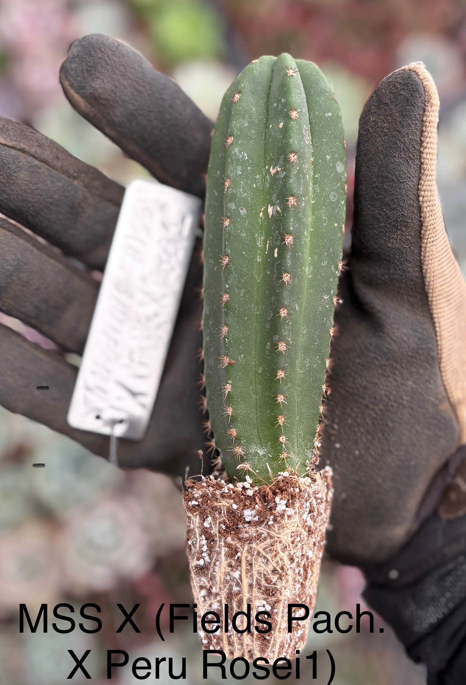 #EC399 EXACT Trichocereus Hybrid MSS Scopulicola X (Fields Pachanoi X Peruvians Rosei1) seedling 4-5”-Cactus - Large - Exact-The Succulent Source