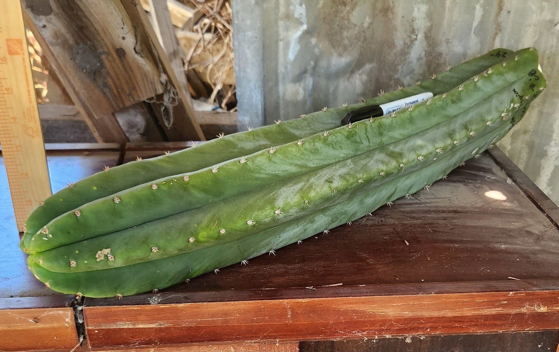 #EC399 EXACT Trichocereus Hybrid Peruvianus Long Spine X Scopulicola Cactus Cutting 24"-Cactus - Large - Exact-The Succulent Source