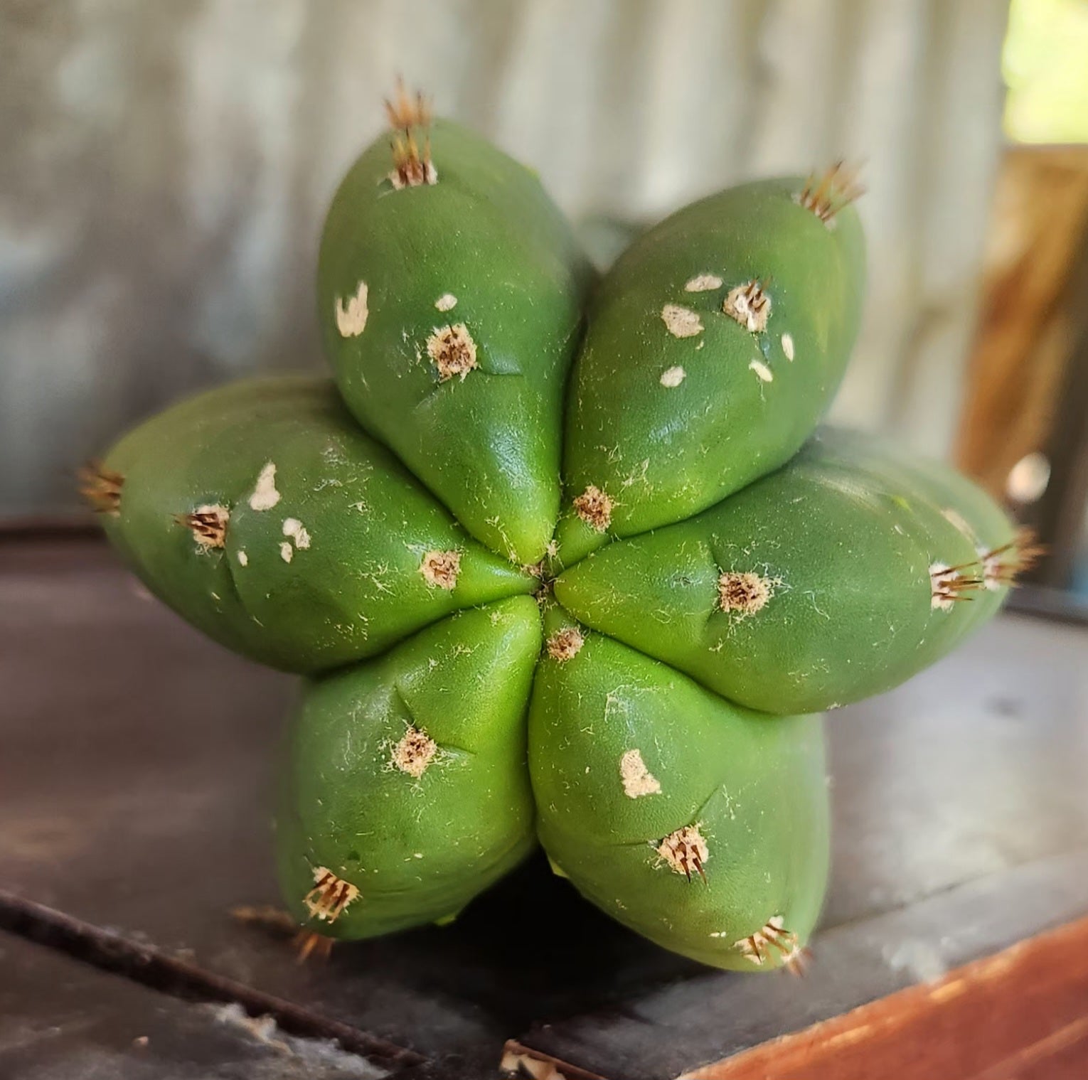 #EC399 EXACT Trichocereus Hybrid Peruvianus Long Spine X Scopulicola Cactus Cutting 24"-Cactus - Large - Exact-The Succulent Source