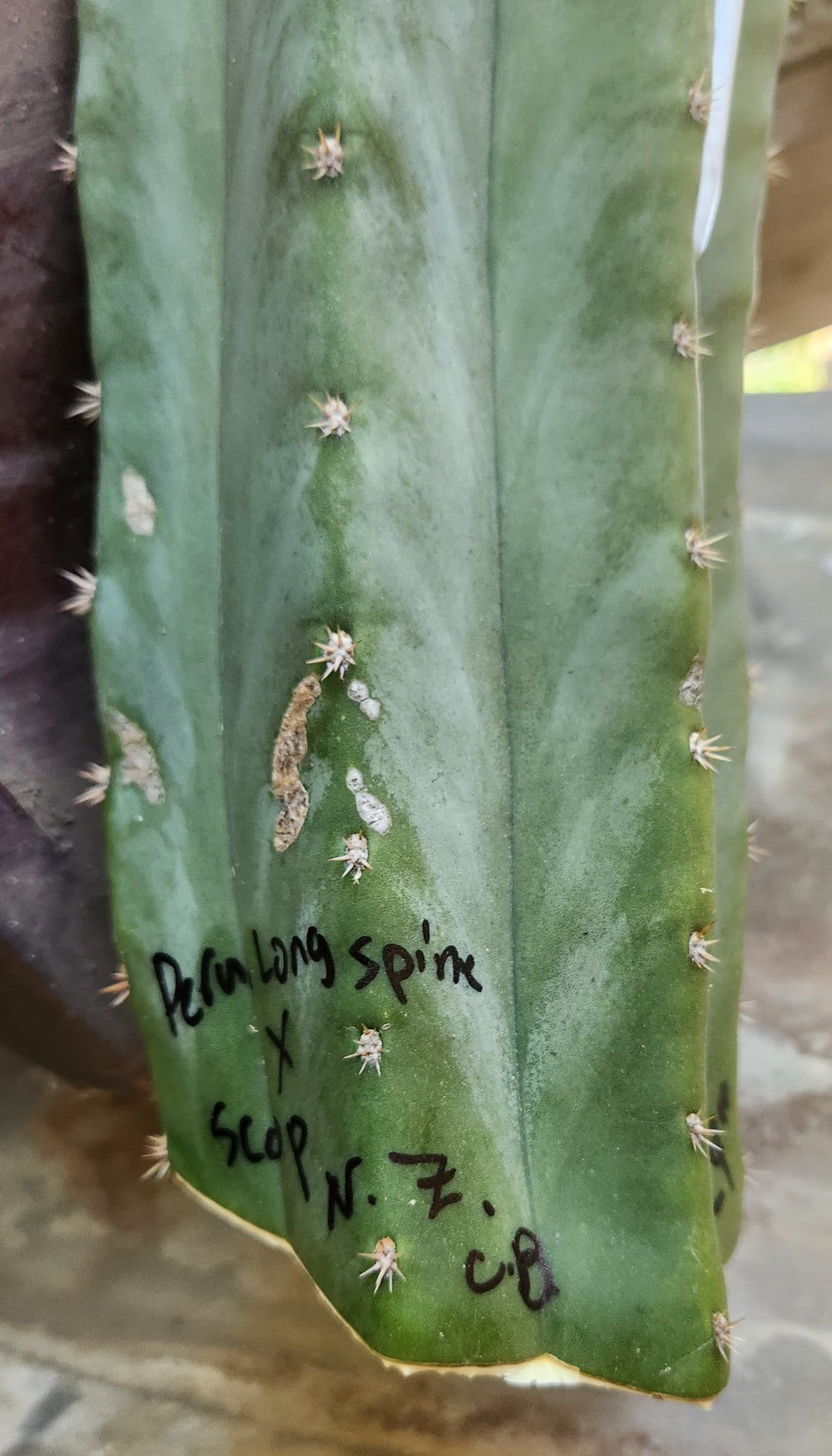 #EC399 EXACT Trichocereus Hybrid Peruvianus Long Spine X Scopulicola Cactus Cutting 24"-Cactus - Large - Exact-The Succulent Source