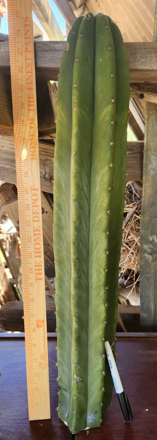 #EC399 EXACT Trichocereus Hybrid Peruvianus Long Spine X Scopulicola Cactus Cutting 24"-Cactus - Large - Exact-The Succulent Source