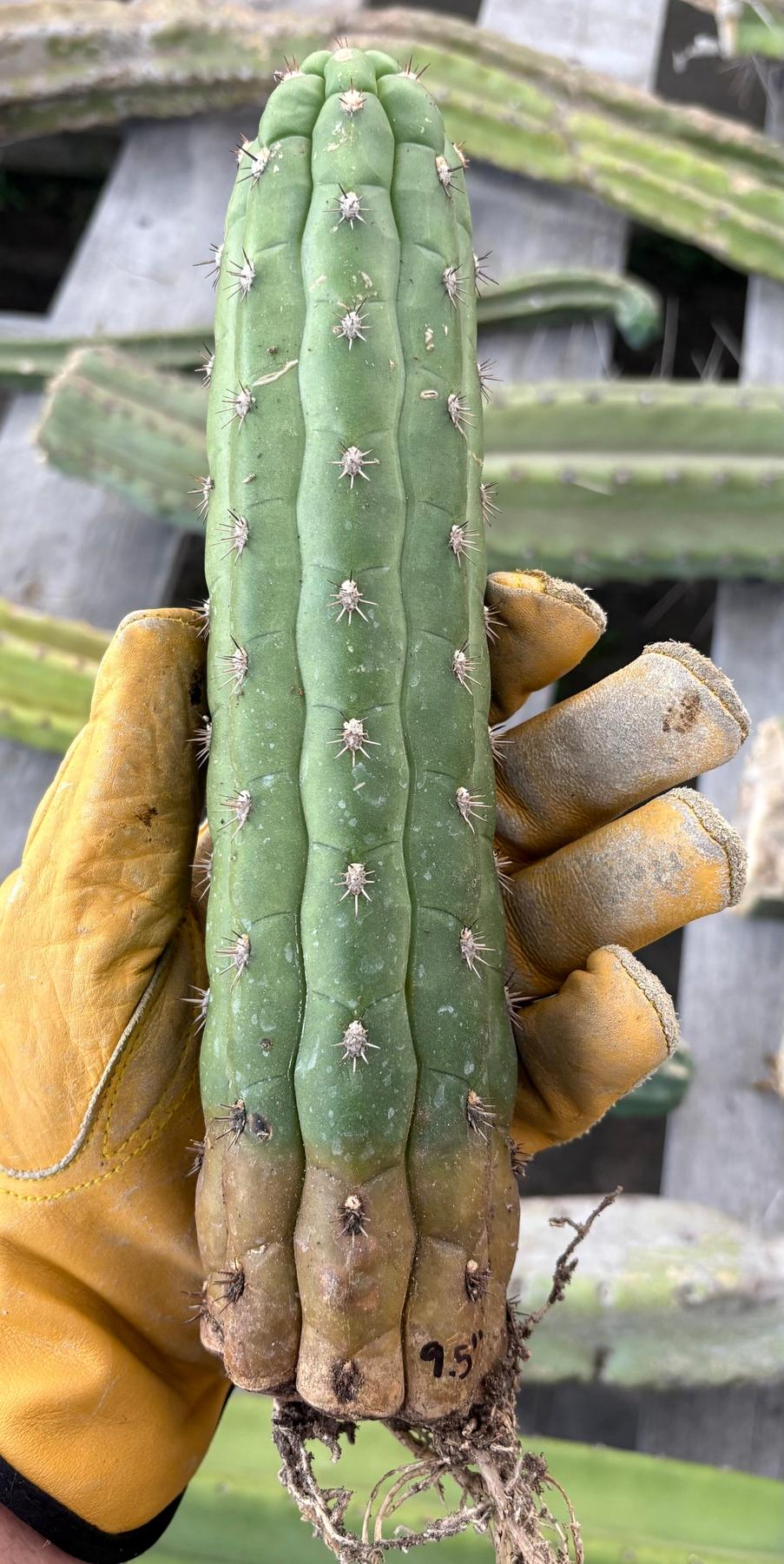 #EC40 EXACT Borzicactus Coeistocactus cactus 9.5”-Cactus - Large - Exact-The Succulent Source