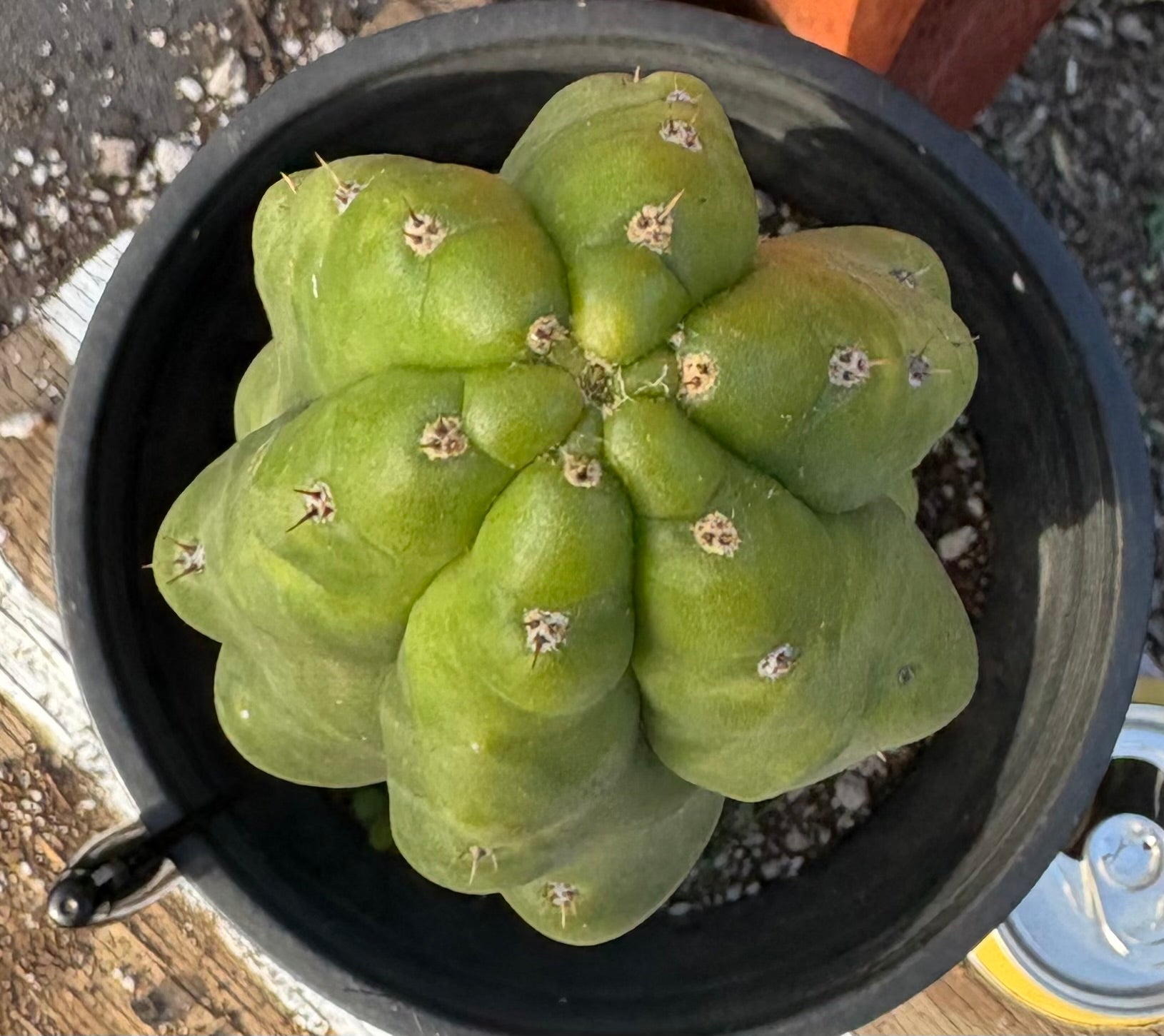 #EC40 EXACT Trichocereus Pachanoi Monstrose TPM cactus 12”-Cactus - Large - Exact-The Succulent Source