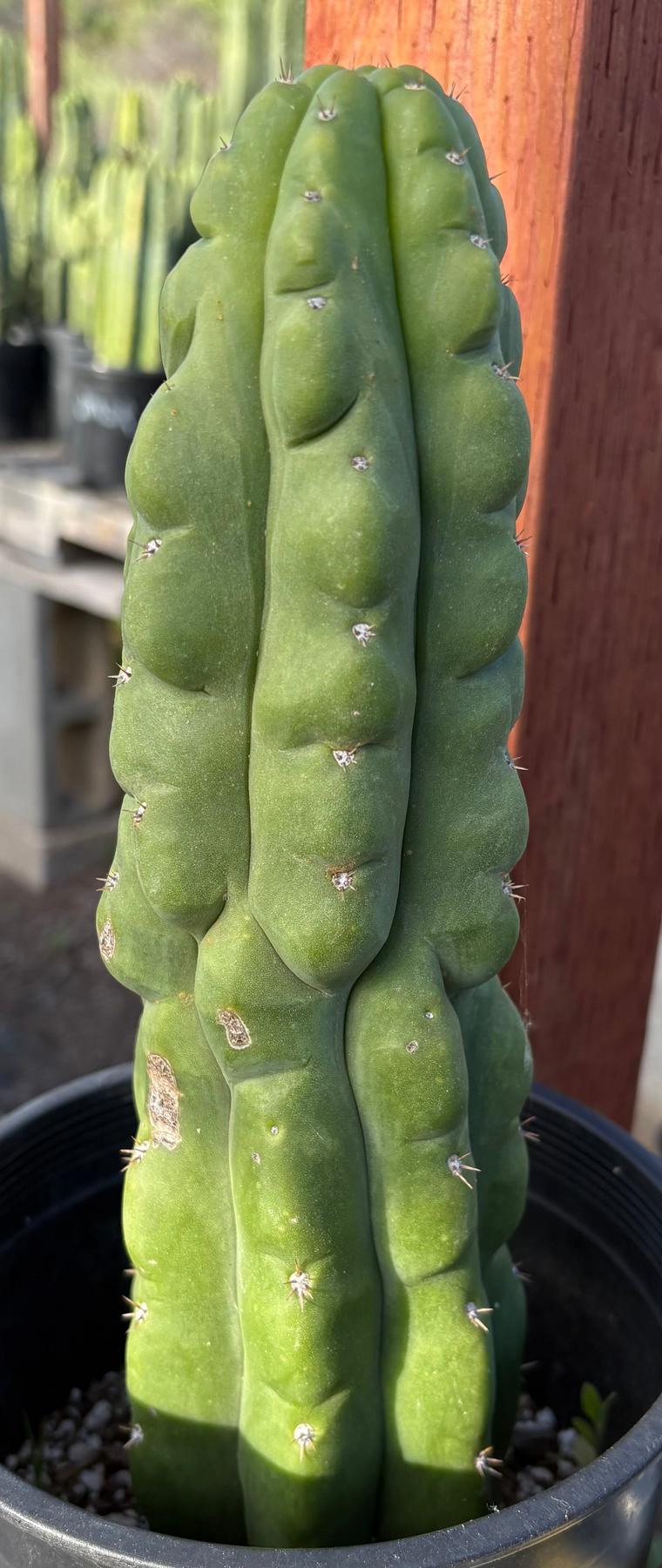 #EC40 EXACT Trichocereus Pachanoi Monstrose TPM cactus 12”-Cactus - Large - Exact-The Succulent Source