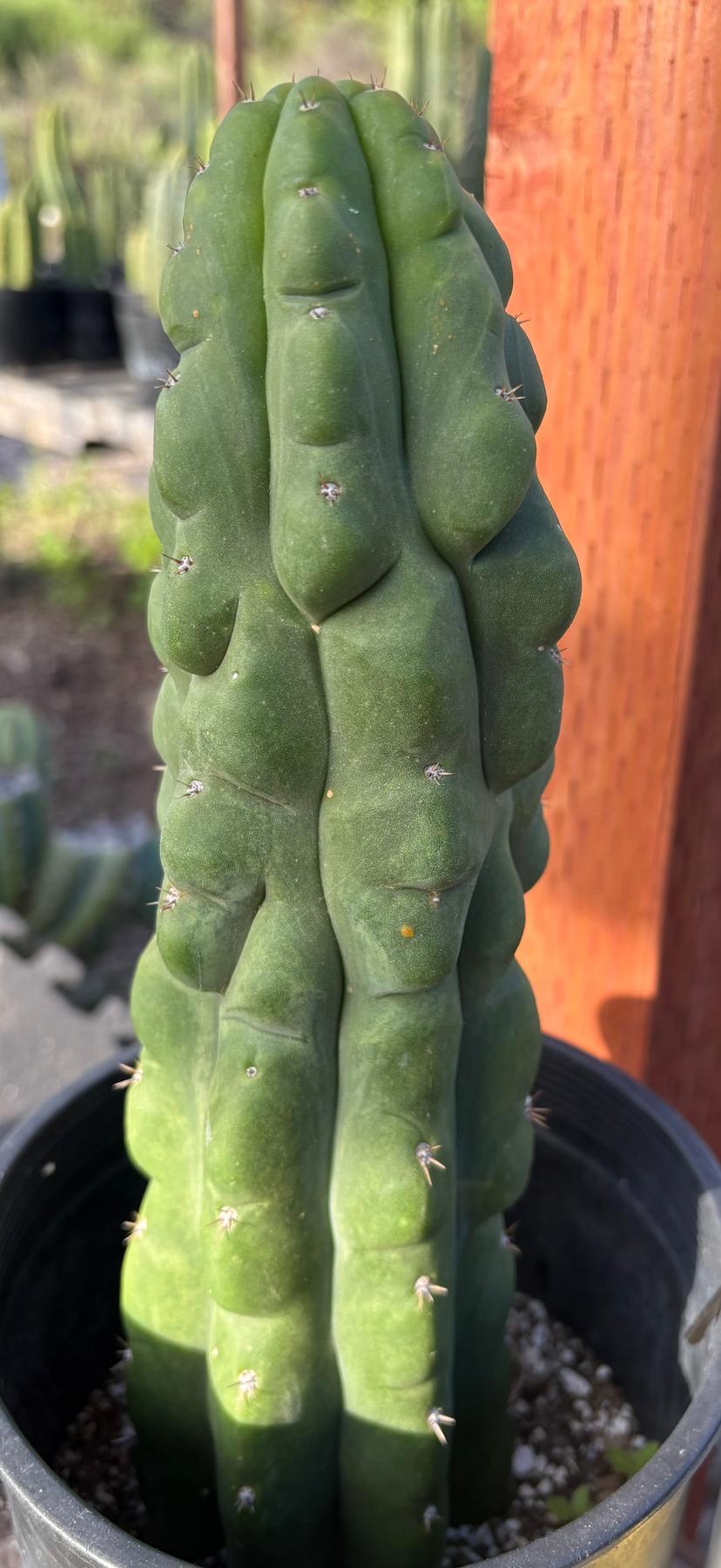 #EC40 EXACT Trichocereus Pachanoi Monstrose TPM cactus 12”-Cactus - Large - Exact-The Succulent Source