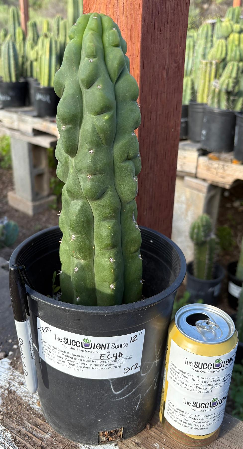 #EC40 EXACT Trichocereus Pachanoi Monstrose TPM cactus 12”-Cactus - Large - Exact-The Succulent Source