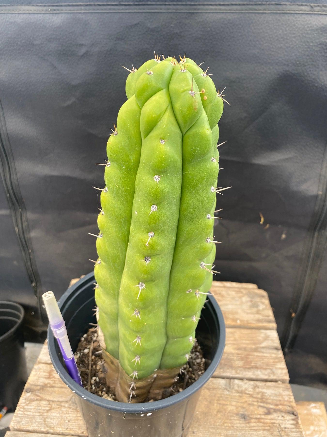 #EC40 EXACT Trichocereus Pachanoi Monstrose TPM cactus 13.5"-Cactus - Large - Exact-The Succulent Source