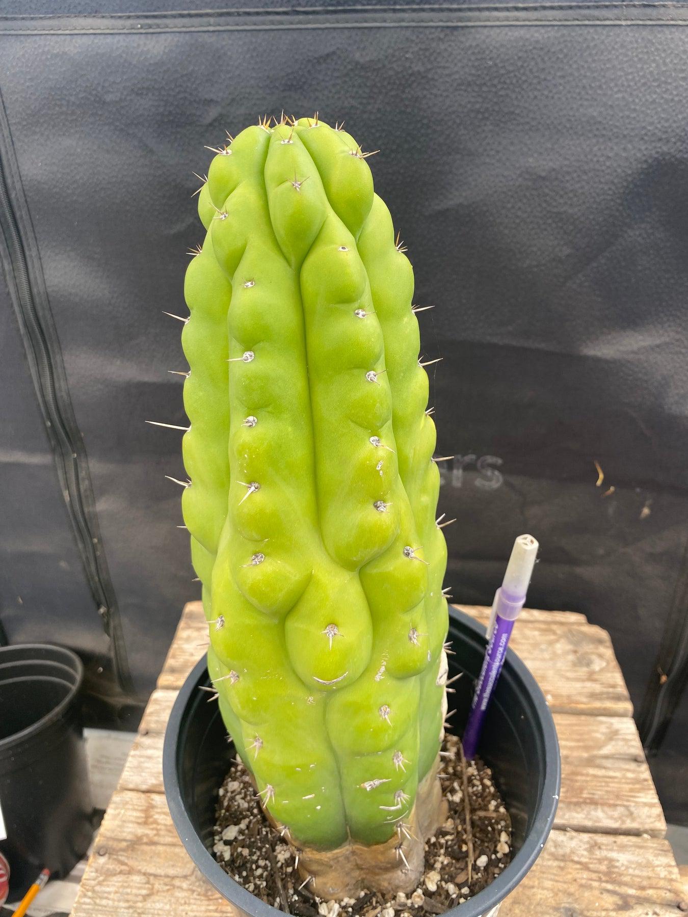 #EC40 EXACT Trichocereus Pachanoi Monstrose TPM cactus 13.5"-Cactus - Large - Exact-The Succulent Source