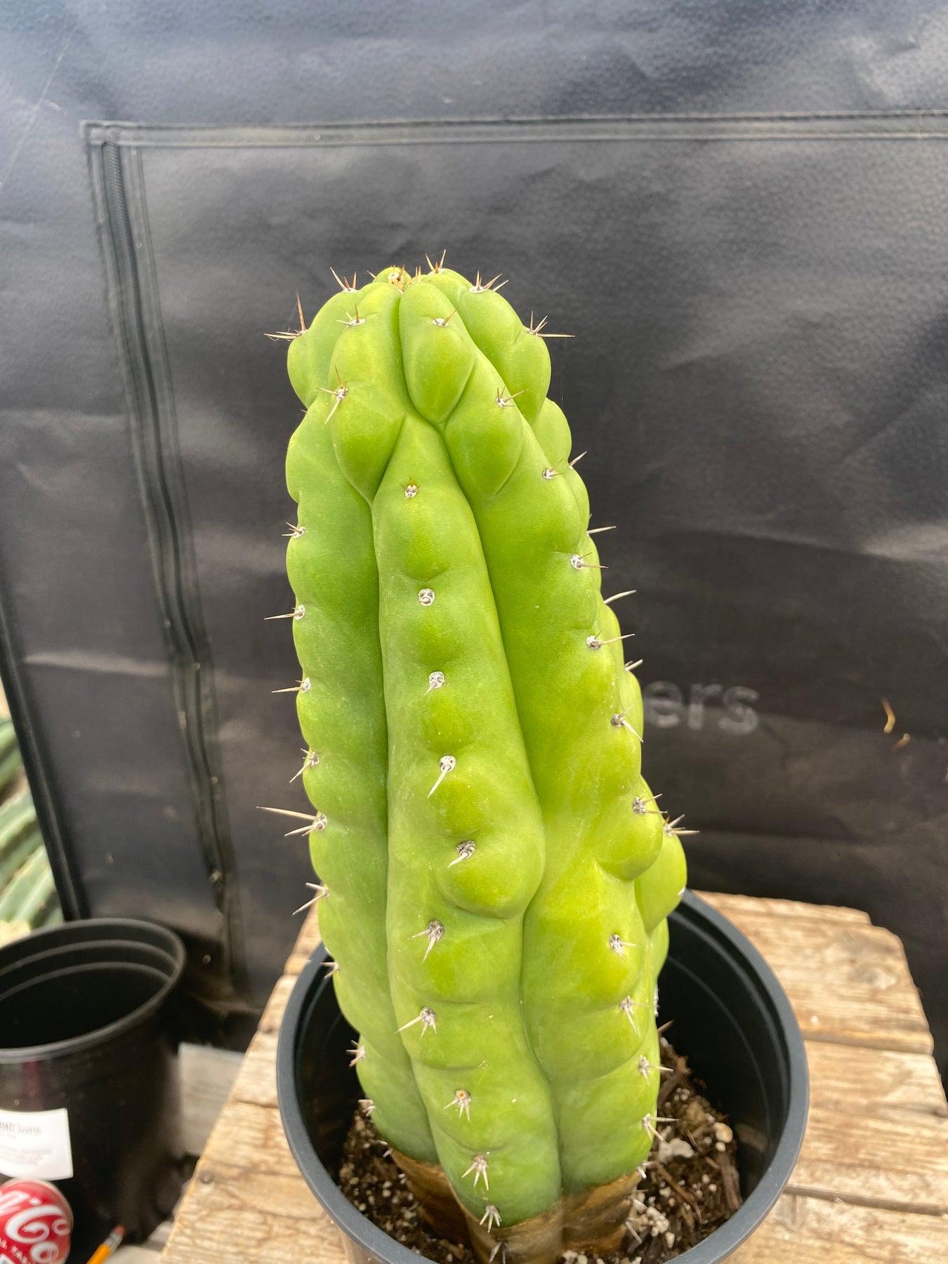 #EC40 EXACT Trichocereus Pachanoi Monstrose TPM cactus 13.5"-Cactus - Large - Exact-The Succulent Source