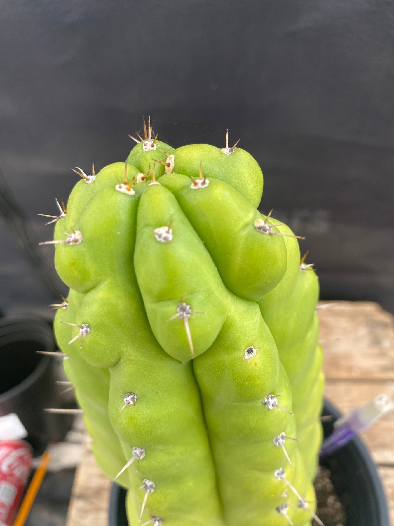#EC40 EXACT Trichocereus Pachanoi Monstrose TPM cactus 13.5"-Cactus - Large - Exact-The Succulent Source