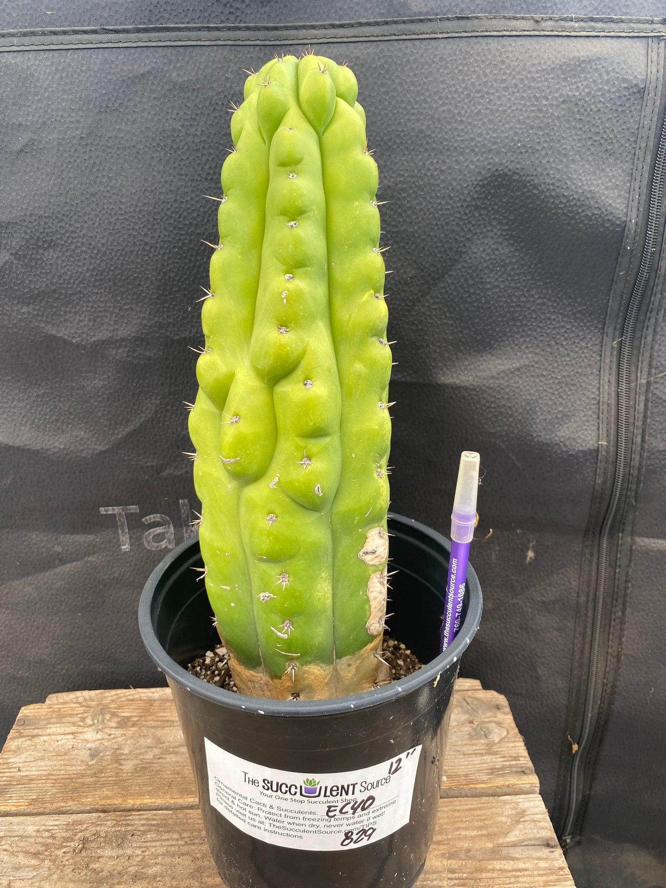 #EC40 EXACT Trichocereus Pachanoi Monstrose TPM cactus 13.5"-Cactus - Large - Exact-The Succulent Source