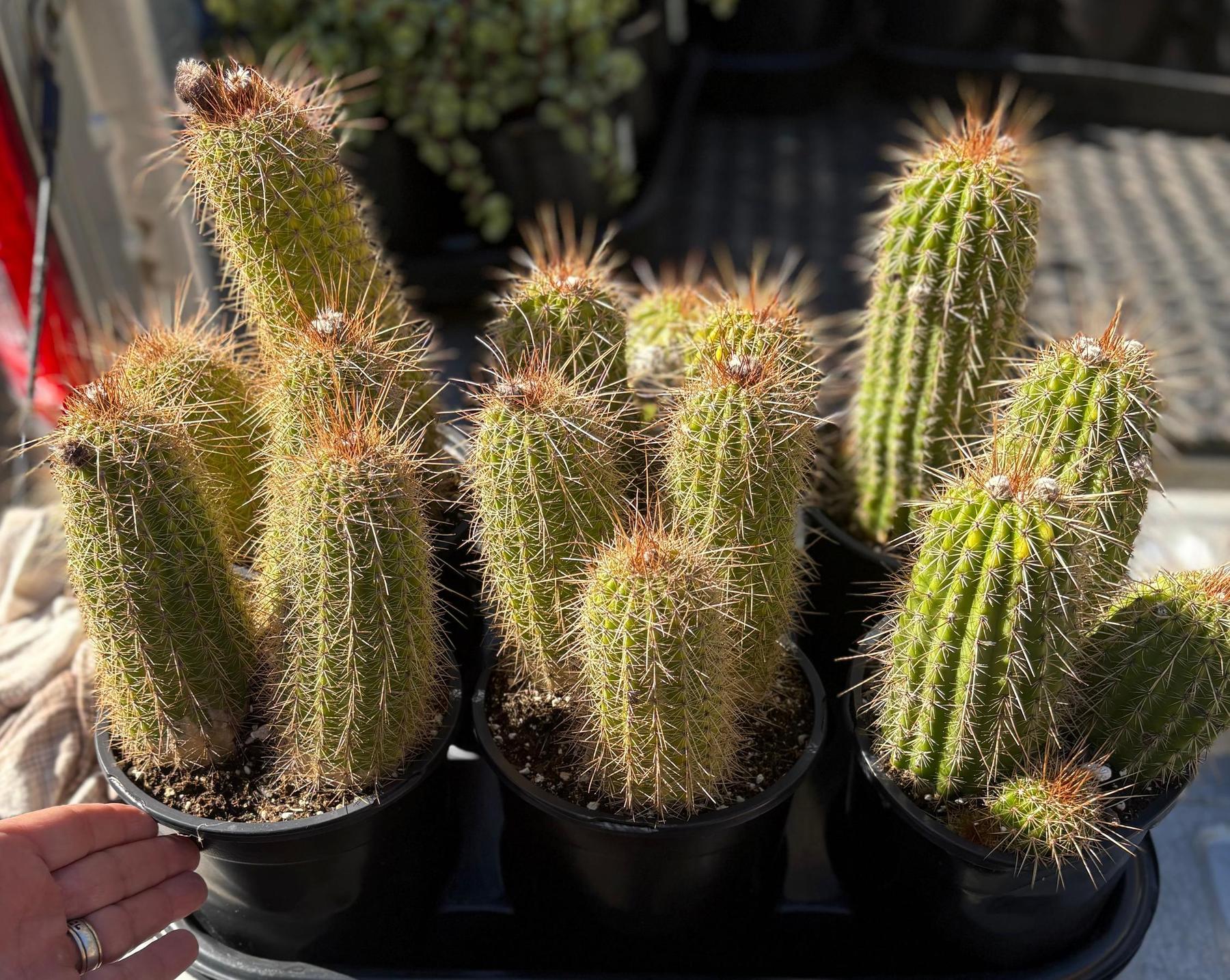 #EC400 EXACT Trichocereus Tricholobivia Chrimsonie Cactus Potted 1 gallon-Cactus - Large - Exact-The Succulent Source